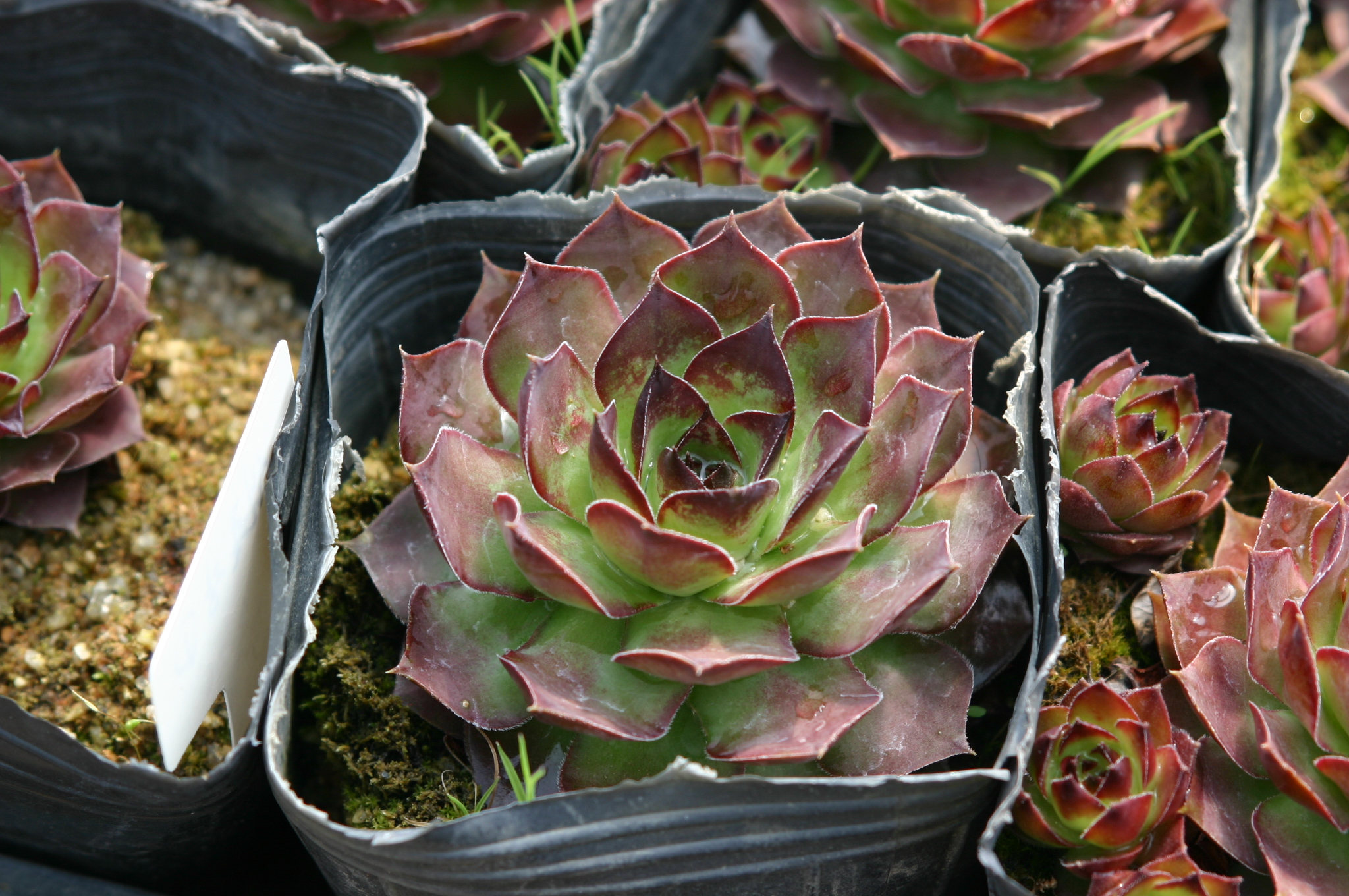 Sempervivum 'Red and Green'